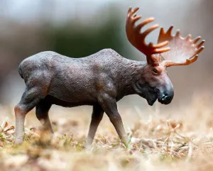 Moose